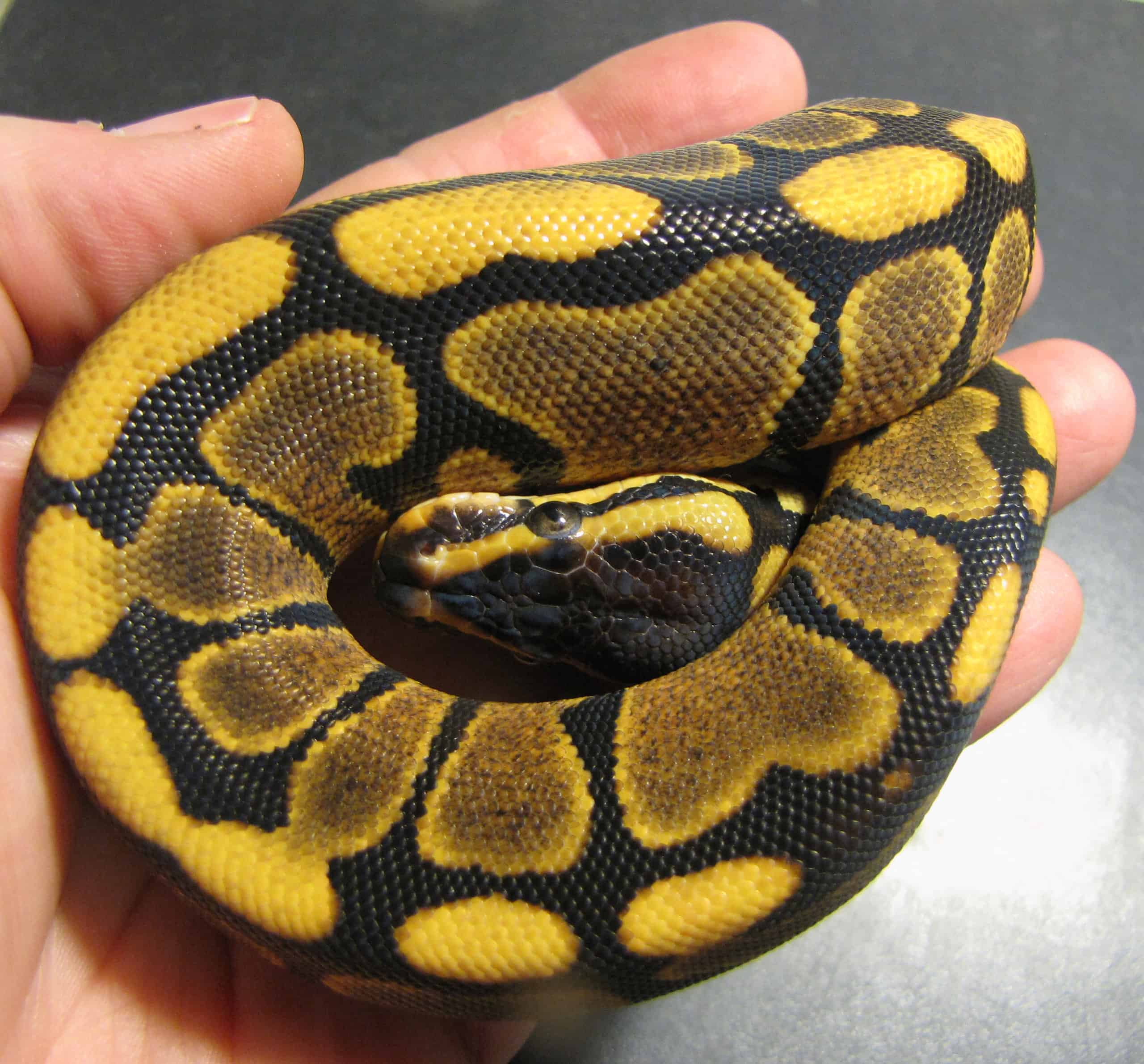 baby yellow belly ball python