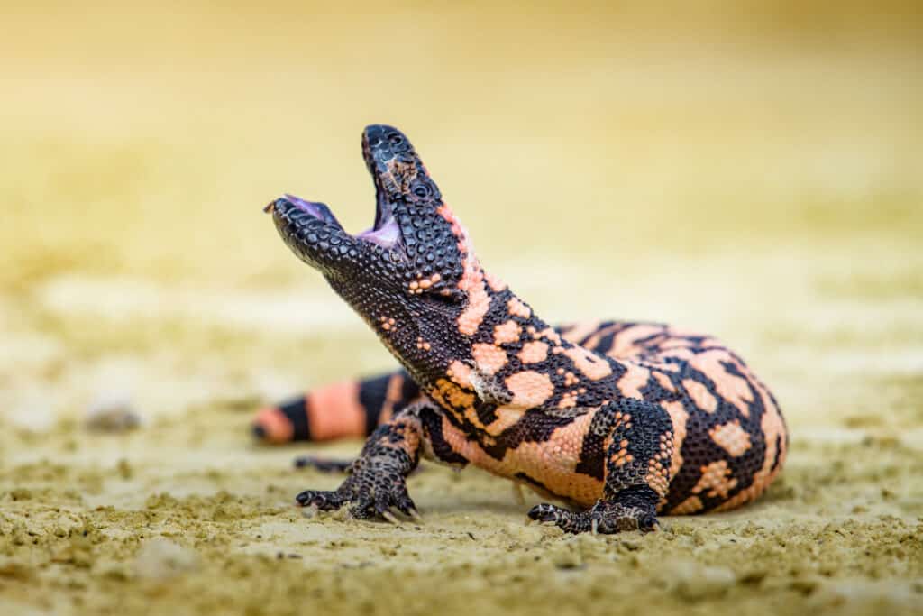 Lizard Gila Monster( Heloderma suspectum)