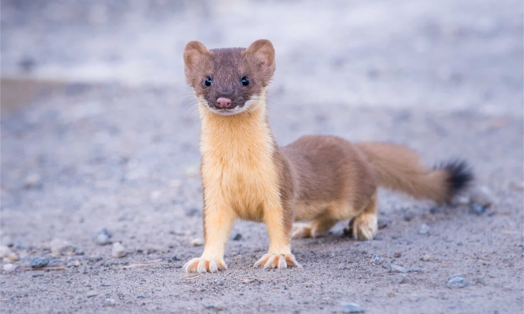 Brown Ermine Weasel