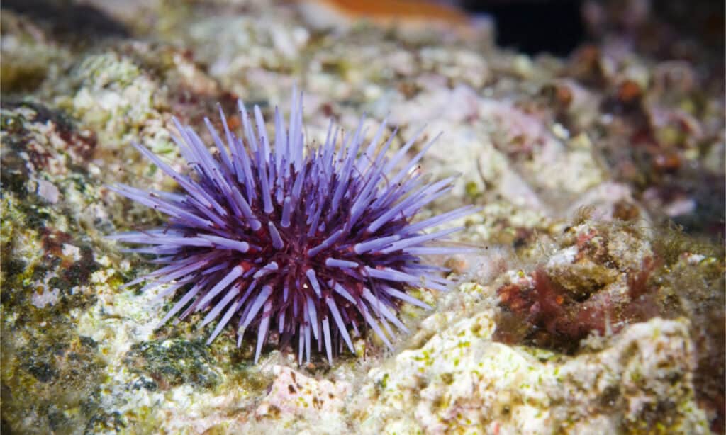 Solo purple sea urchin on a reef