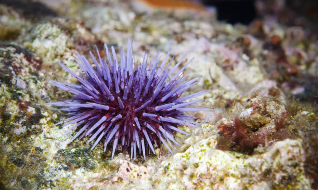 Solo purple Sea Urchin on reef