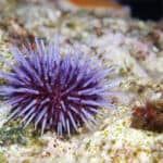 Solo purple Sea Urchin on reef