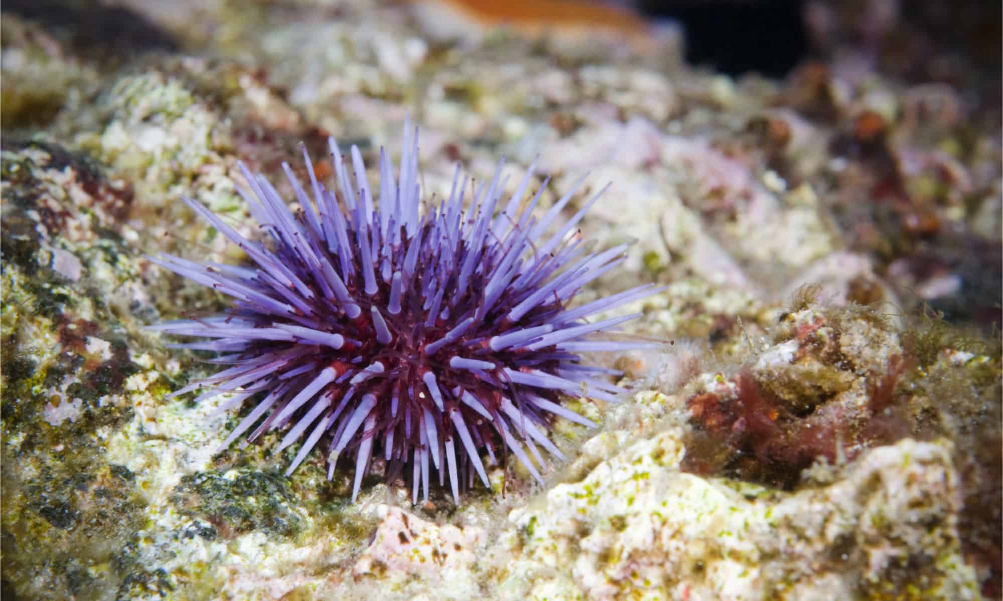 What Do Sea Urchins Eat