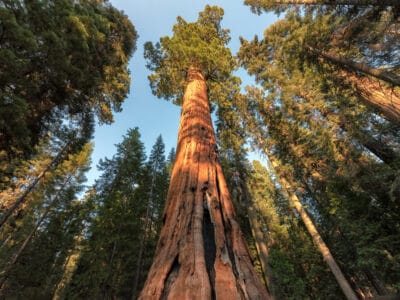 A These 18 Amazing Trees Are the Rarest in the World