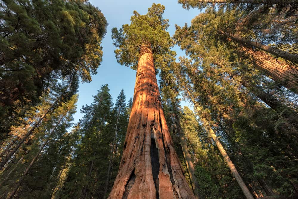 Sequoia trees typically live 3,000 years