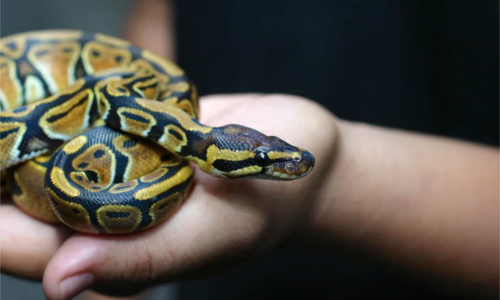 Ball python snake