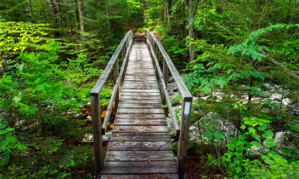 A wooden bridge in the forest, connecting two sides of the river.