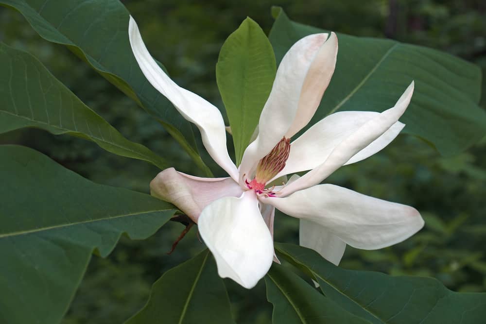 Magnolia is a beautiful flower that start with M