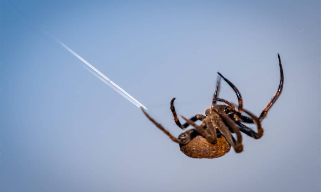 The Darwin's Bark spider shooting web