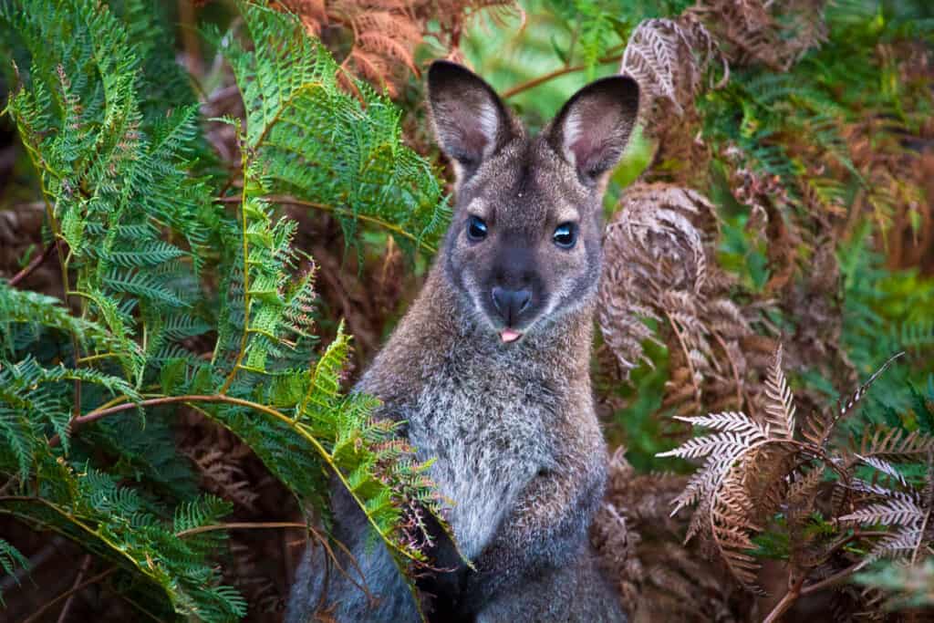 red-necked wallaby
