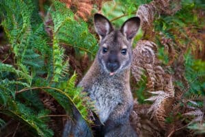 10 Incredible Wallaby Facts Picture