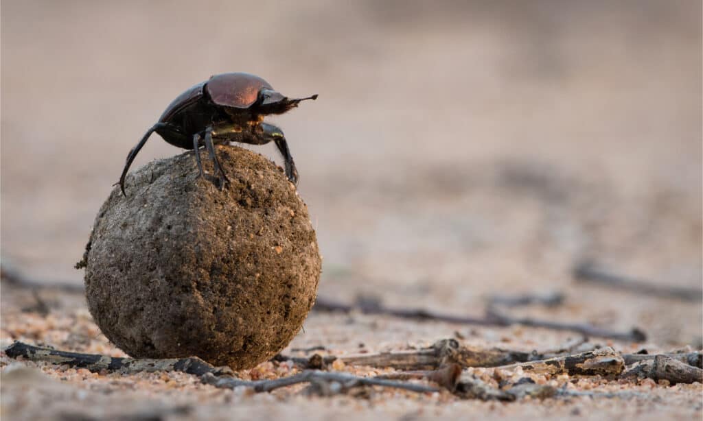 Dung Beetle