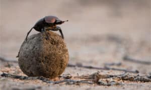 10 Incredible Dung Beetle Facts Picture