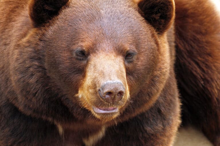 cinnamon Bear