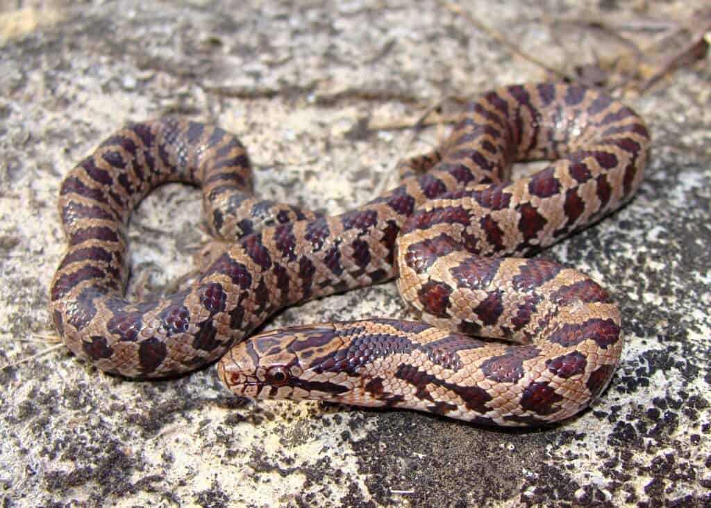 Prairie Kingsnake, Lampropeltis calligaster