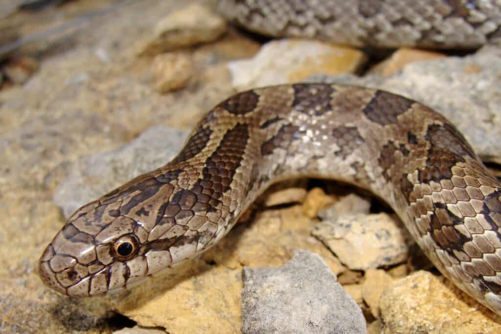 Prairie Kingsnake, Lampropeltis calligaster