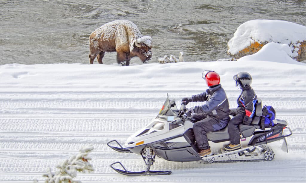 Yellowstone in Spring