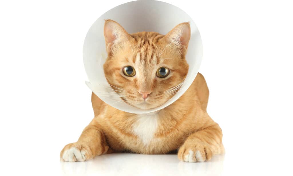 Orange cat wearing an Elizabethan collar