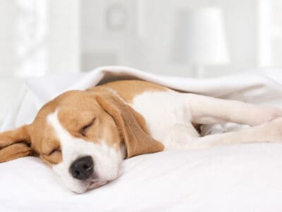 A How Much Sleep Does A Dog Need? (By Age, Size, And More)
