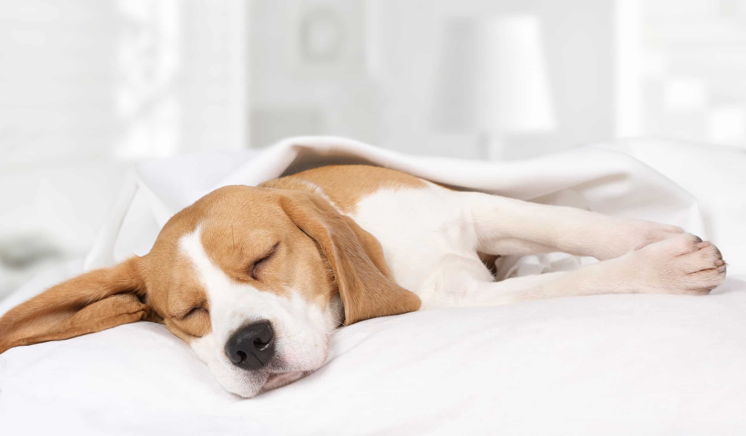how much sleep do 2 year old dogs need