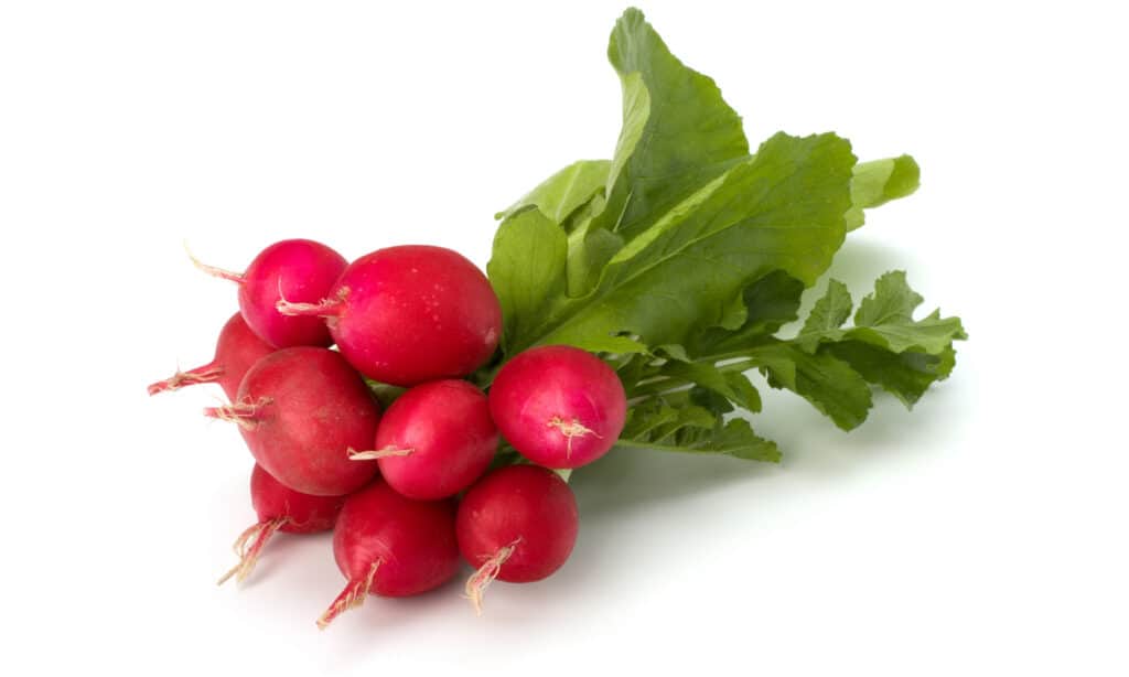 A bunch of radishes on a white background