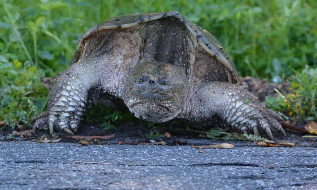 female snapping turtle