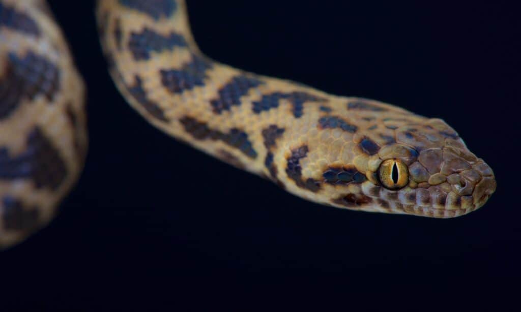 Spotted python closeup