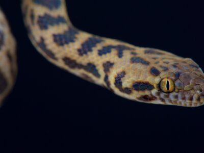 A Spotted python
