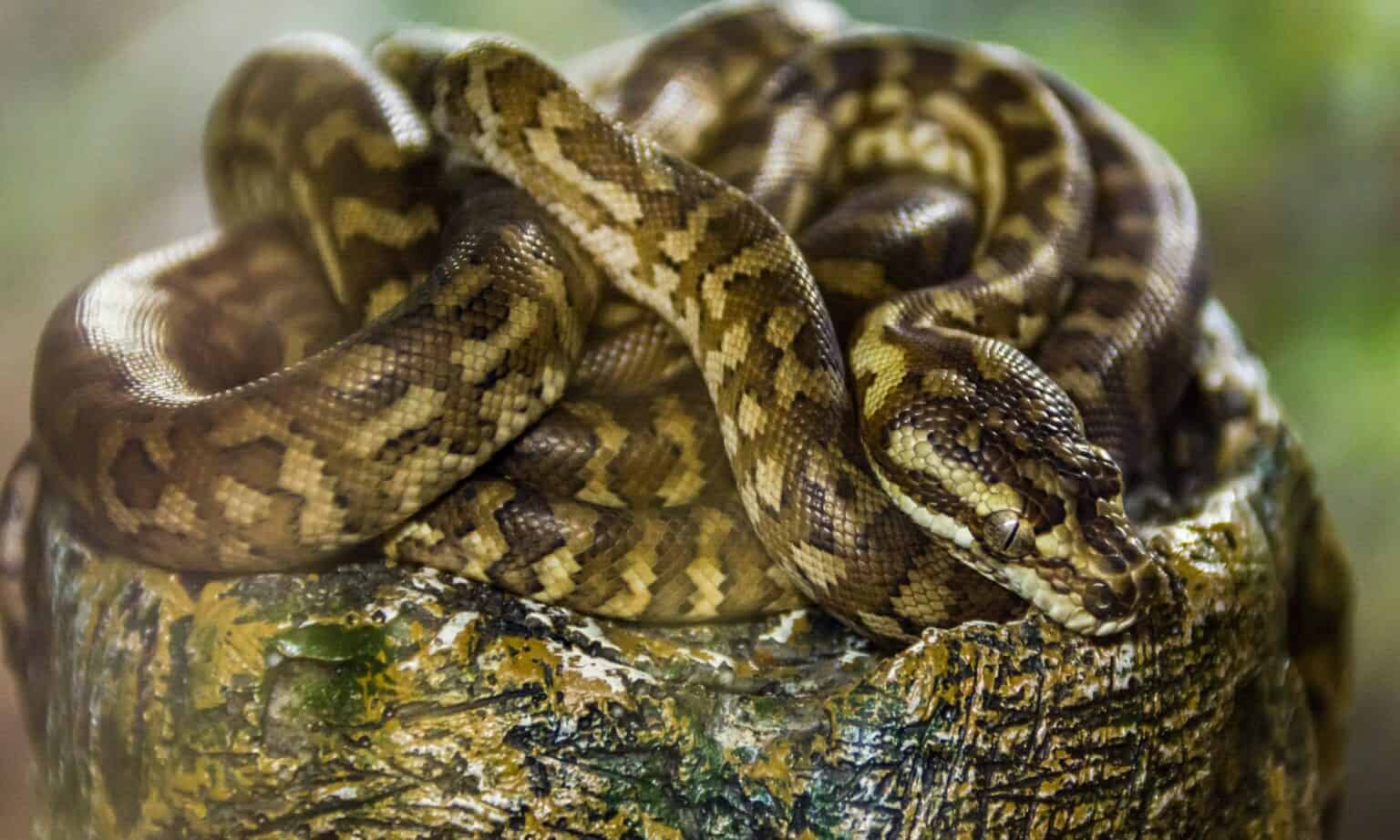 Spotted python Animal Facts - Antaresia maculosa - A-Z Animals