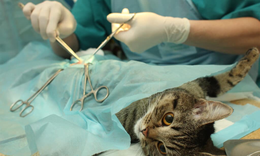 Surgically sterilizing a cat