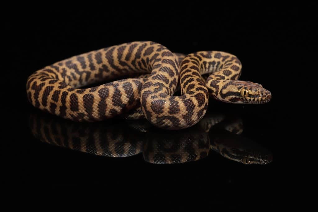 stimsons python on black