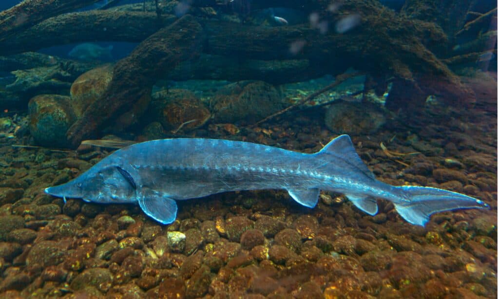 River Monsters: Discover the Largest Fish in the Potomac River