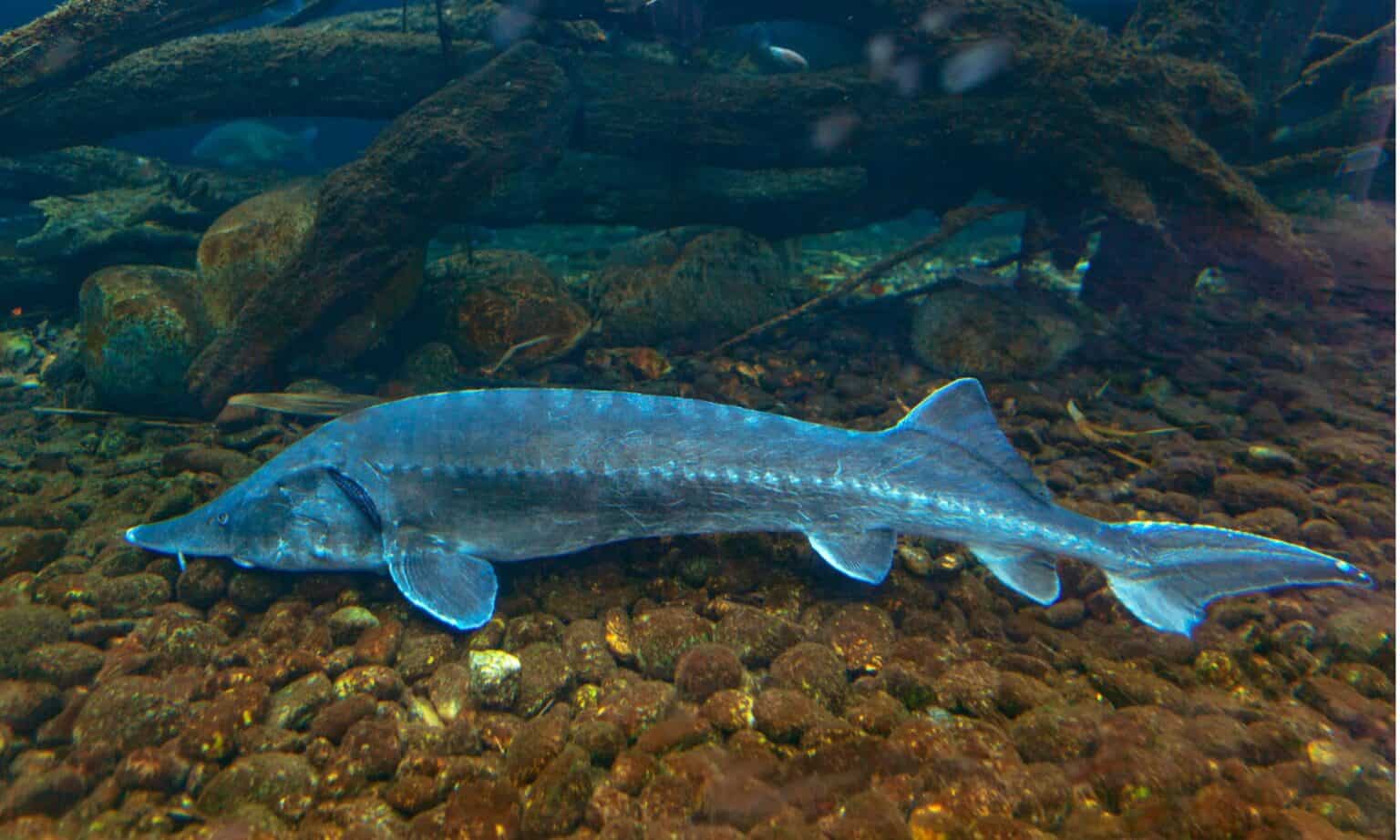 What's in the St. Marys River and Is It Safe to Swim In? AZ Animals