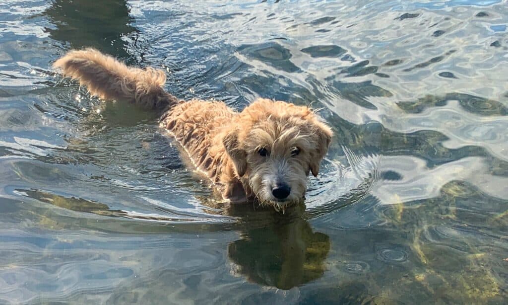 https://a-z-animals.com/media/2022/06/swimming-a-goldendoodle-in-lake-champlain-picture-id1329675788-1024x614.jpg