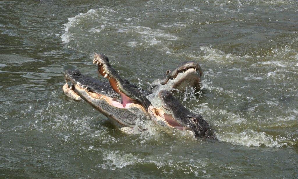 three-alligators-feeding-on-the-surface-of-water-picture-id1347394626