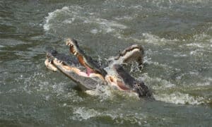Discover History’s Greatest Shark vs Alligator Battle (Hundreds of Gators and Sharks Fought) Picture