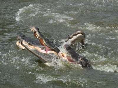 A The Most Alligator Infested Lakes in Mississippi