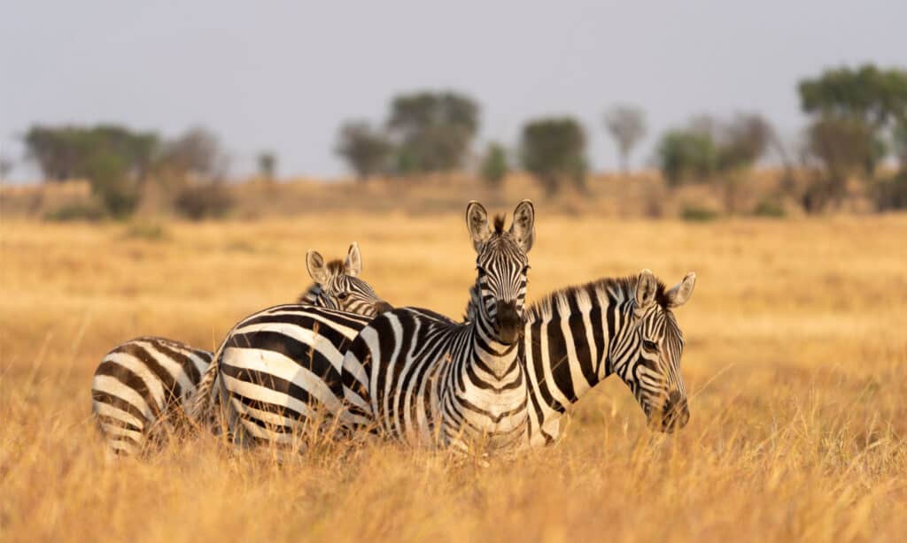 Three zebras on the golden meadow