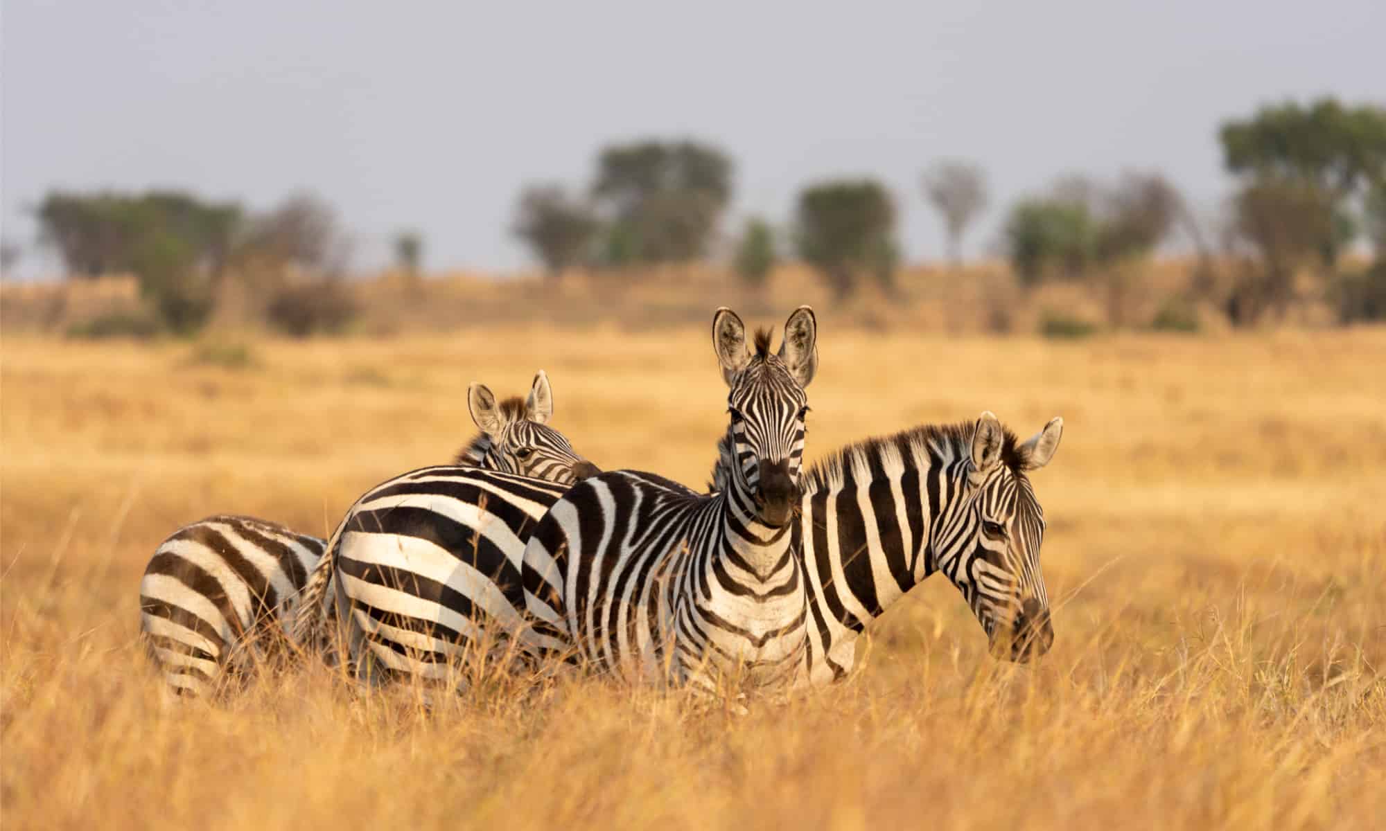 Three zebras in a golden grassland