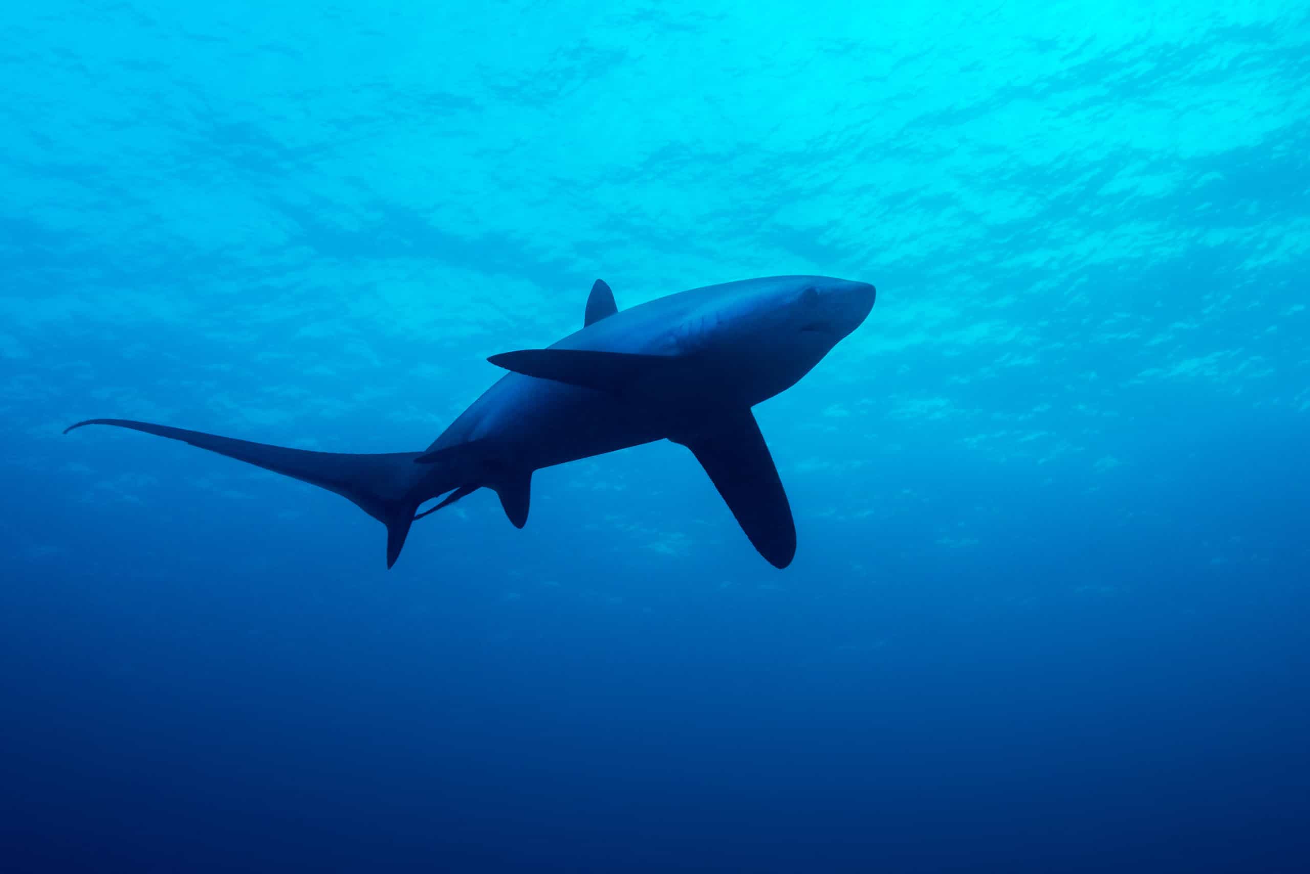 thresher shark