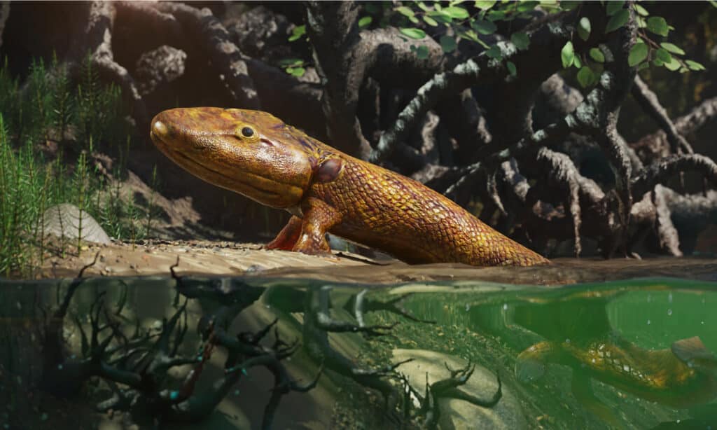 Tiktaalik, extinct walking fish.