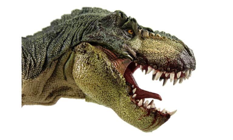 Head shot of a Tyrannosaurus rex on a white background