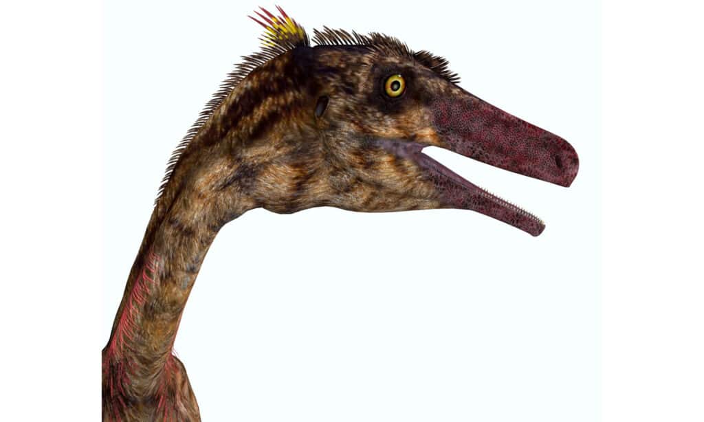 Troodon dinosaur head on white background