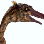 Troodon