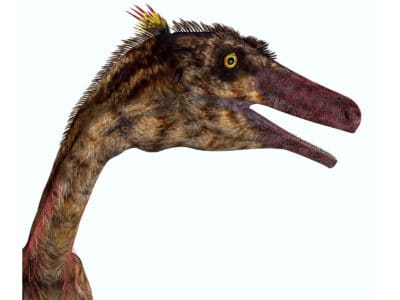 A Troodon formosus
