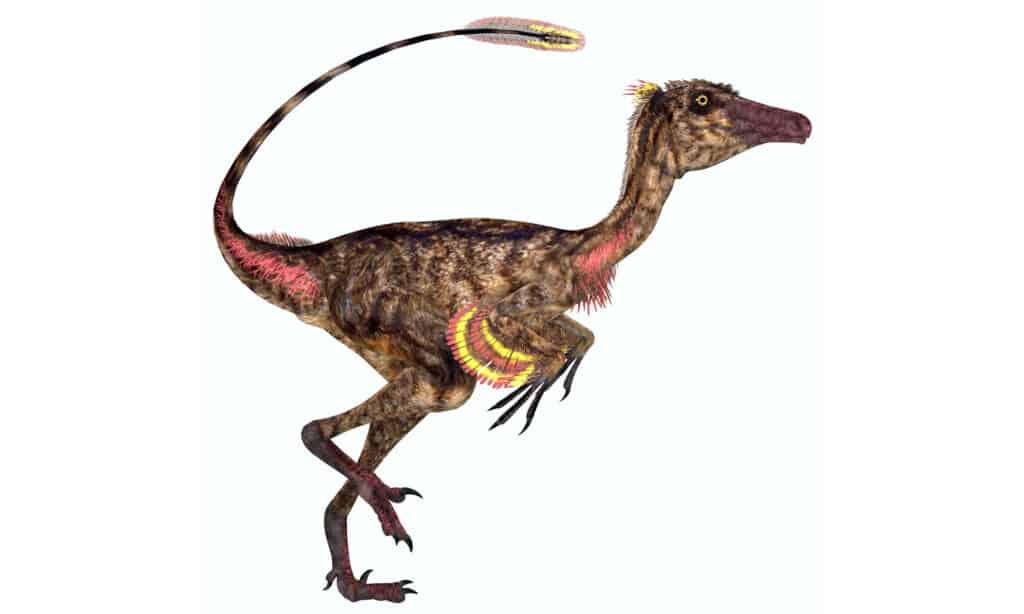 Troodon Size