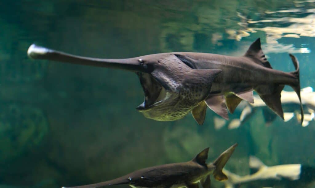 Chinese paddlefish