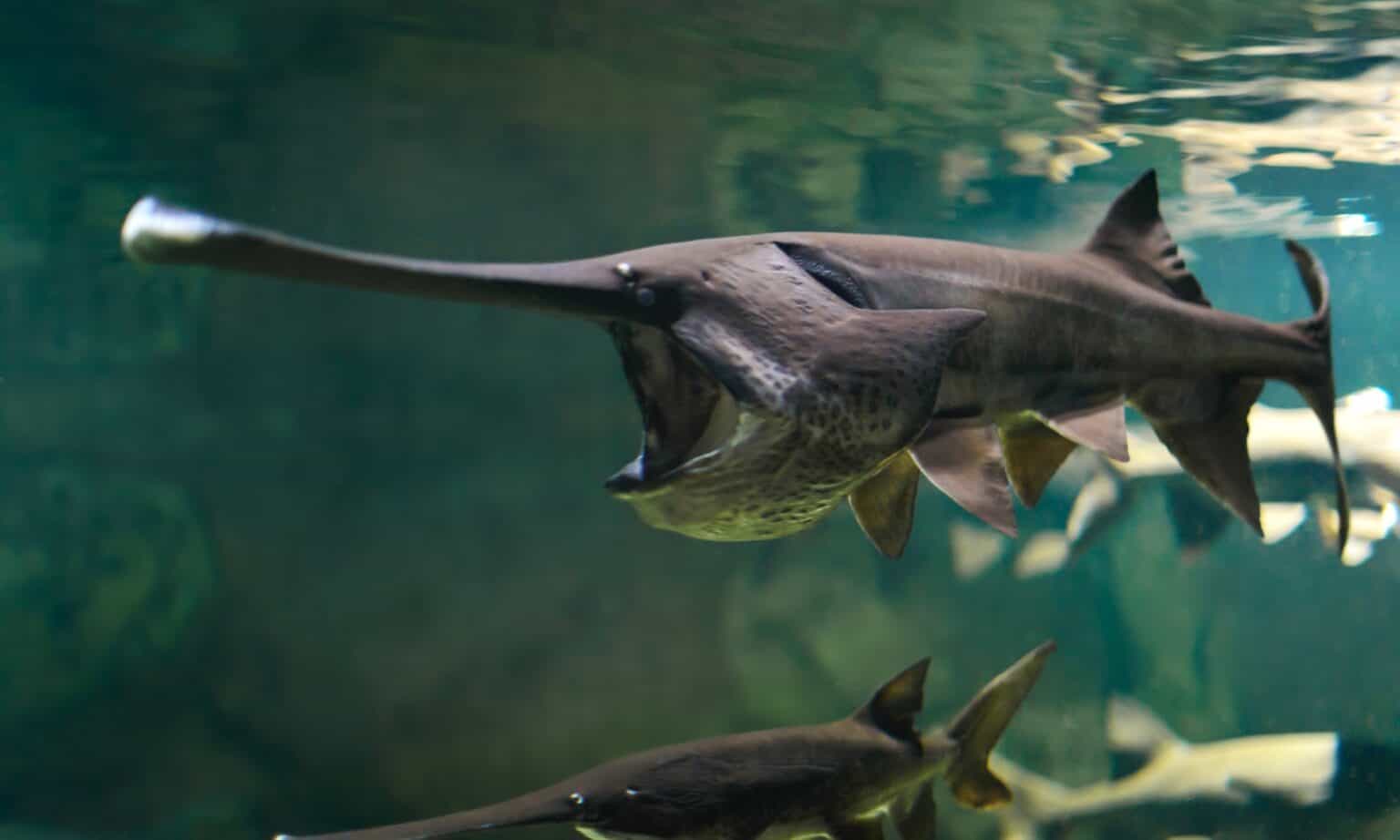 Paddlefish AZ Animals