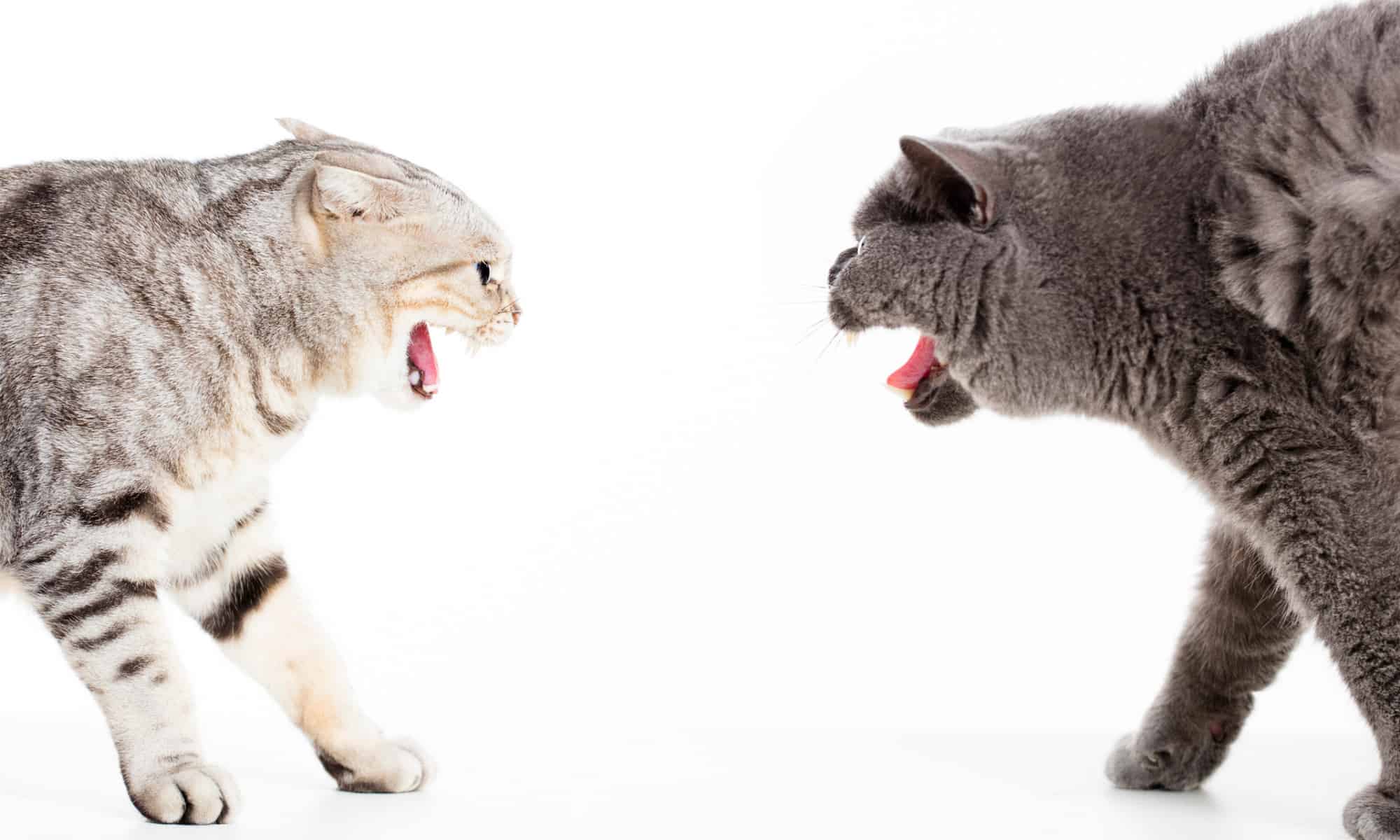 Two cats screaming at each other on a white background