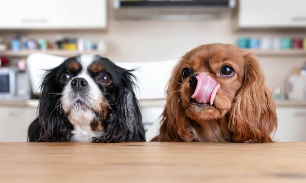Be careful when sharing food with dogs